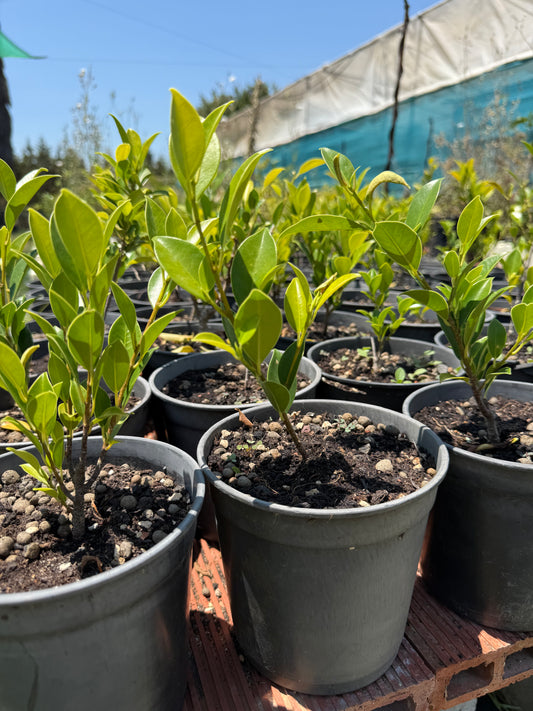 Ficus Tiger Bark 14 cm