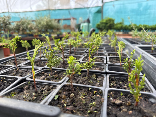 Juniperus Chinensis Itoigawa