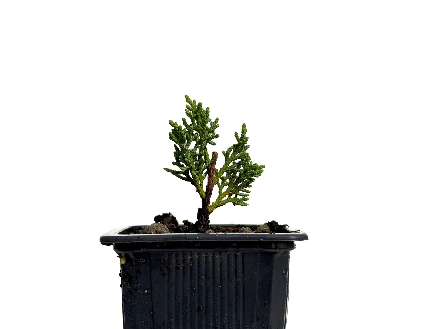 Juniperus Chinensis Kyushu