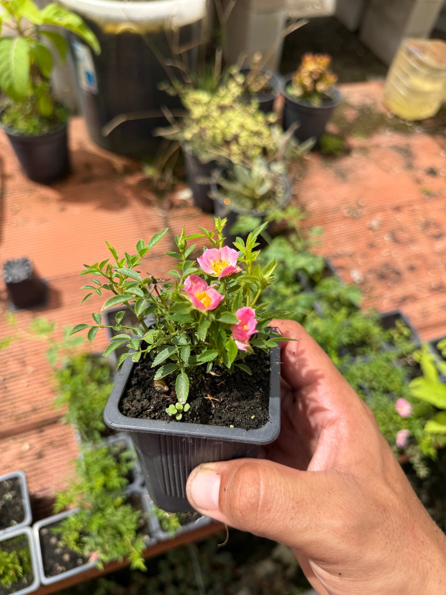 Rosal Japonés