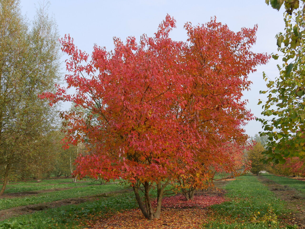 Semillas Acer Ginnala