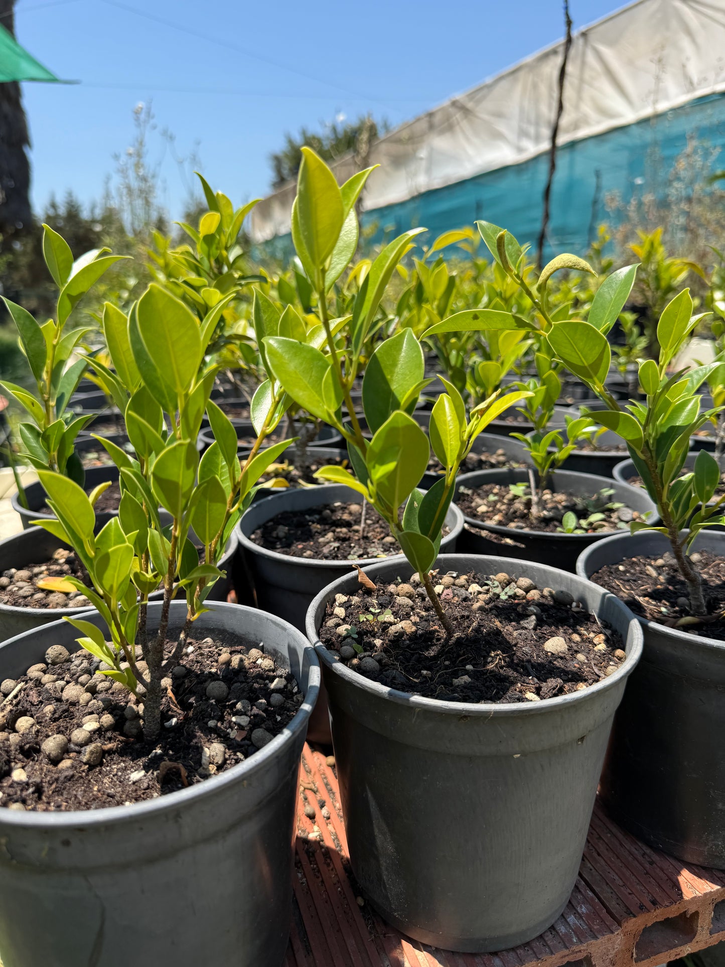 Ficus Tiger Bark 14 cm