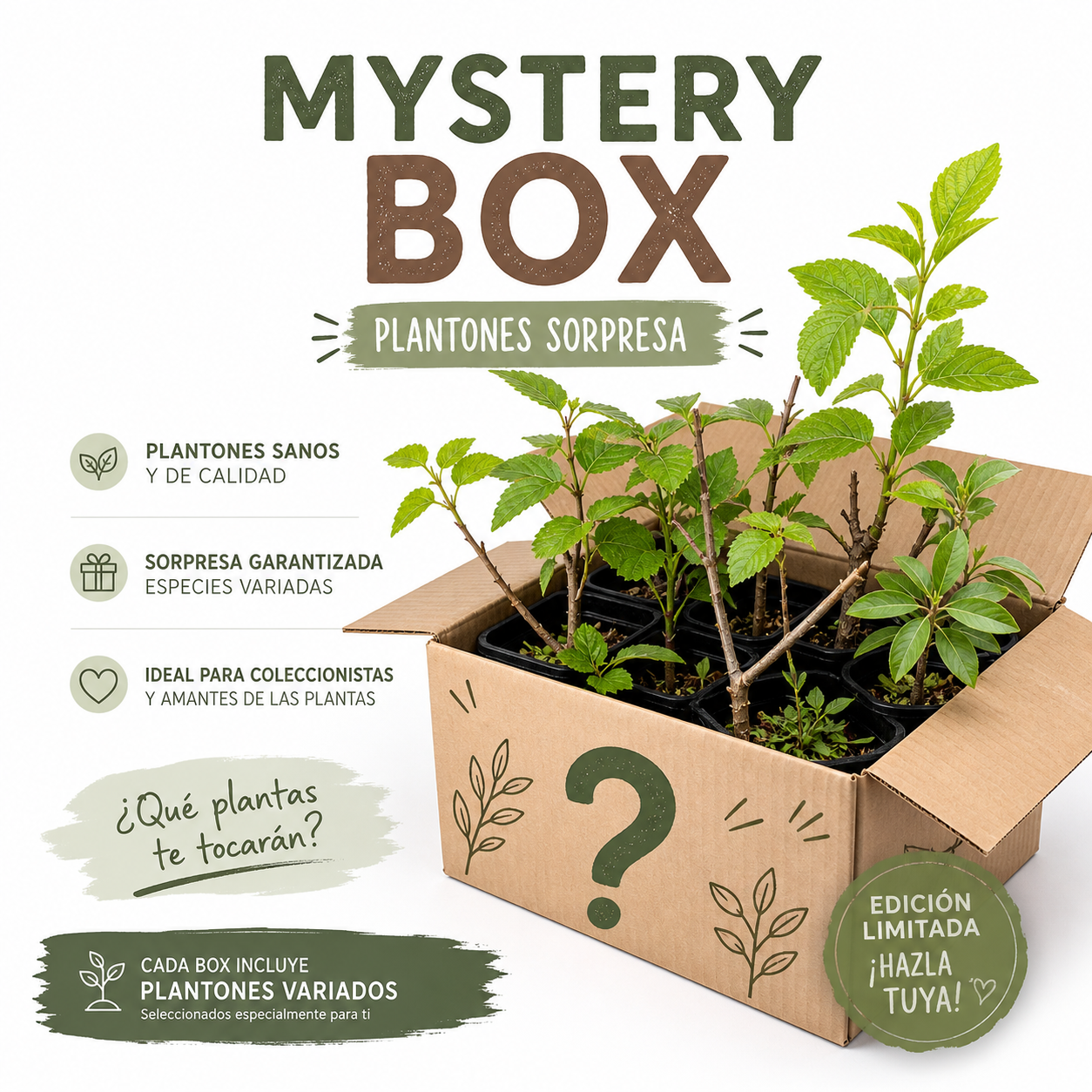 Mysteri Box 6 plantones