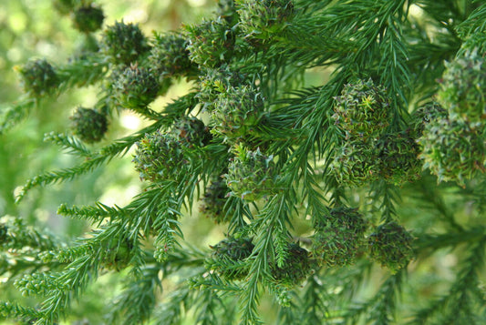Semillas Cryptomeria Japonica