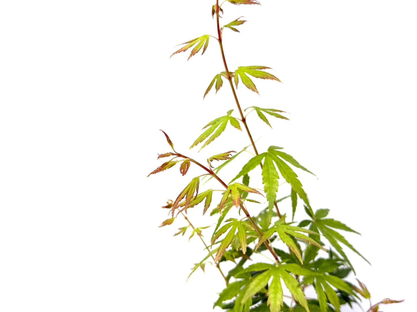 Acer Palmatum Sangokaku