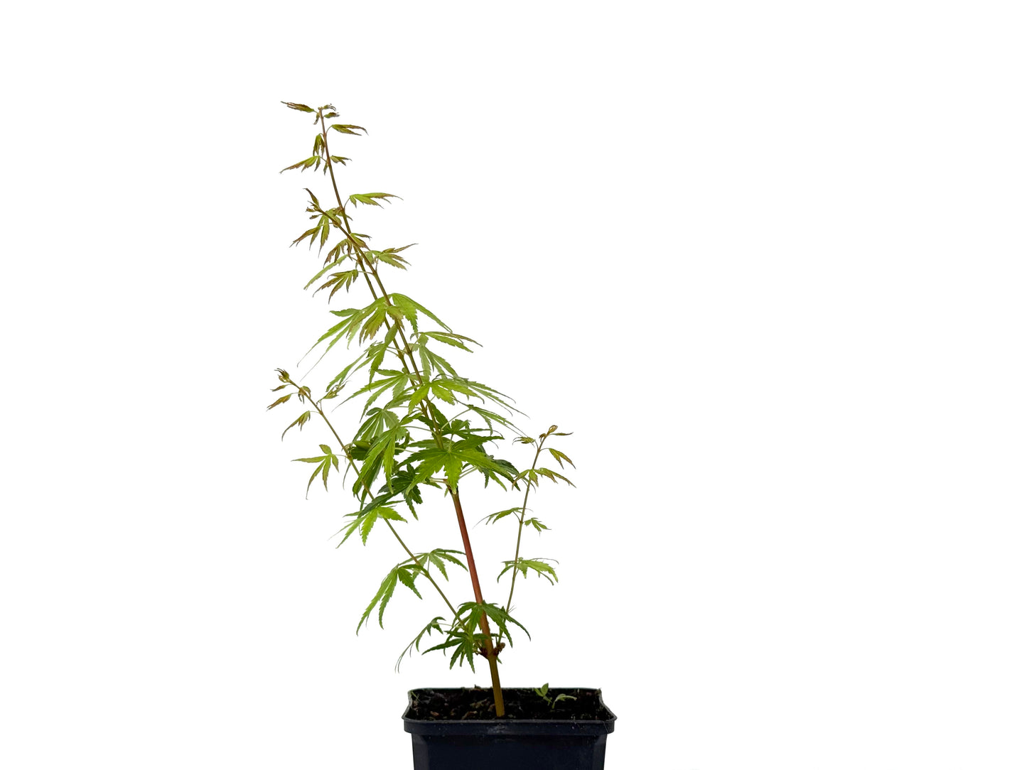 Acer Palmatum Sangokaku
