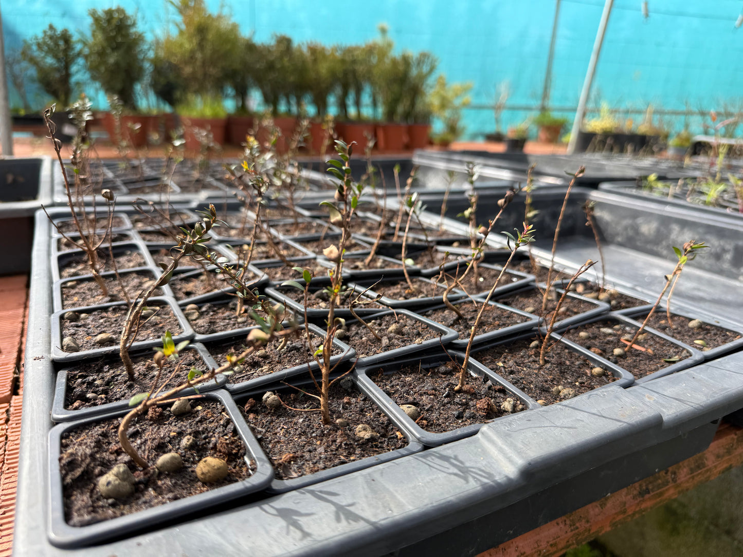 Myrtus Communis