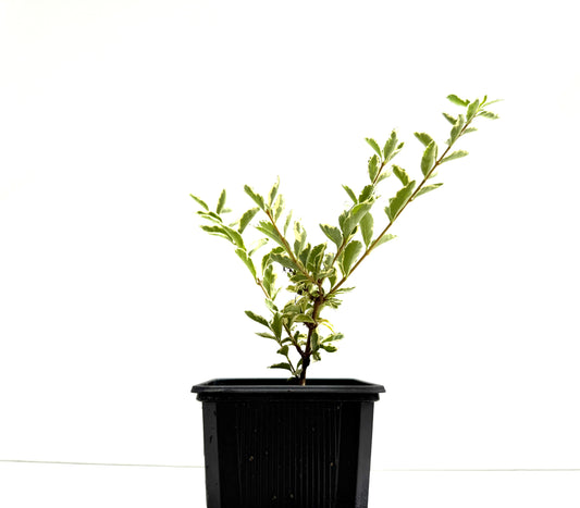 Ligustrum Japonicum Variegado