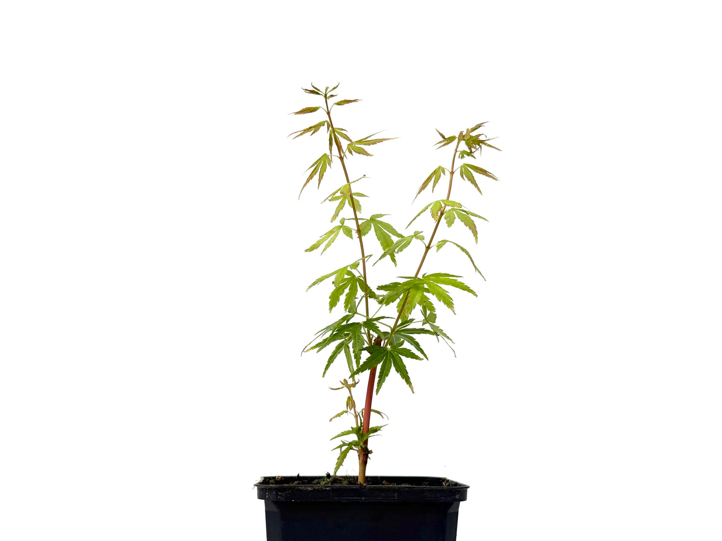 Acer Palmatum Sangokaku