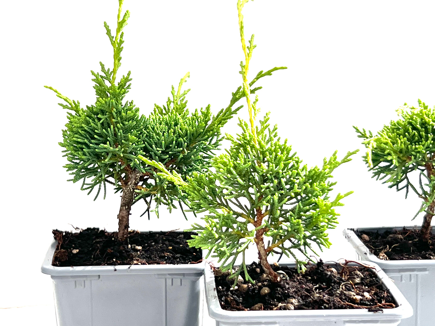 Juniperus Chiensis Kyushu