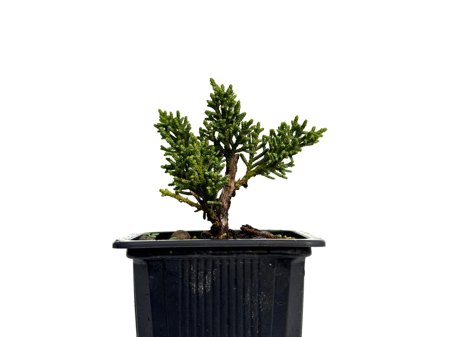 Juniperus Chinensis Kyushu