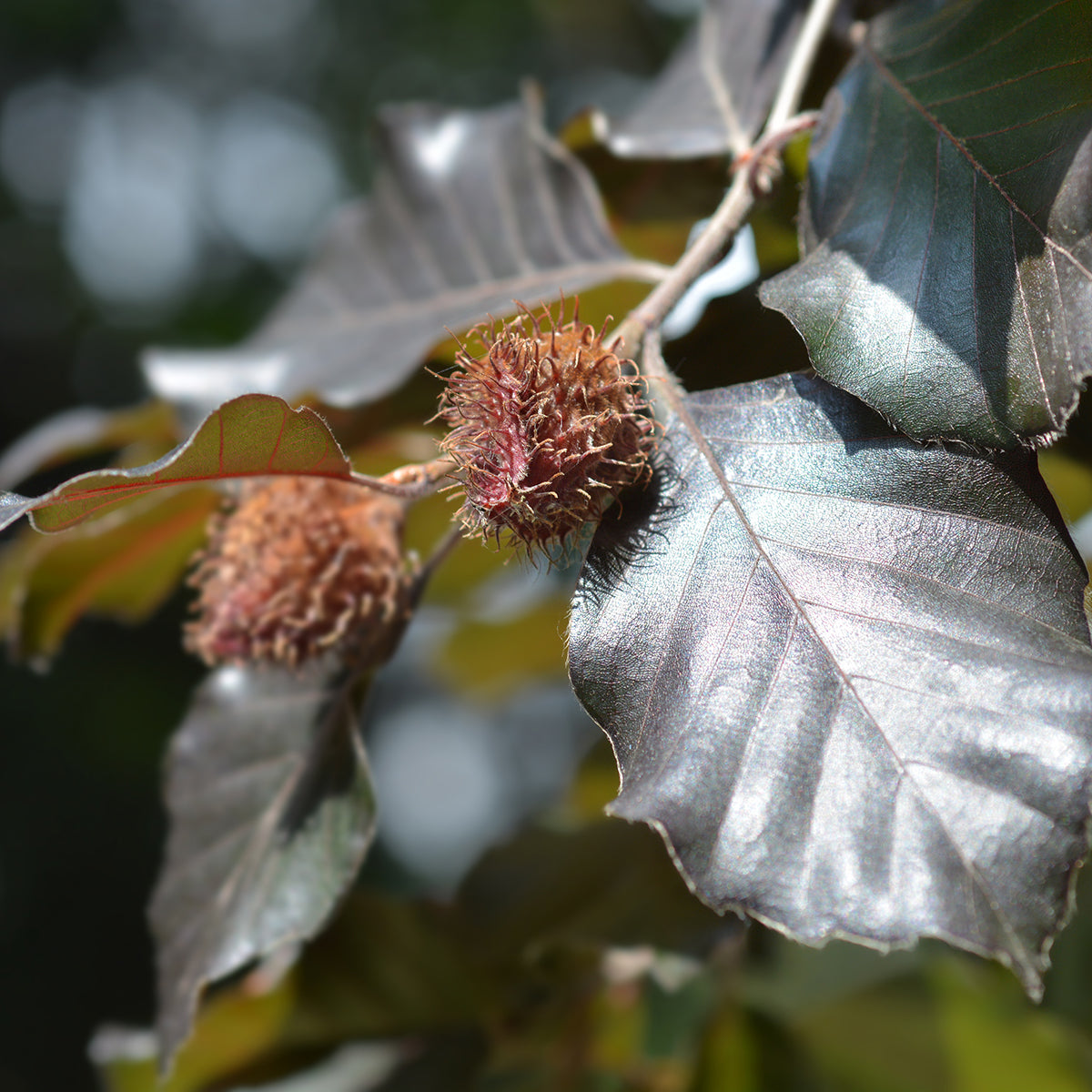 Fagus Sylvatica Atropurpurea