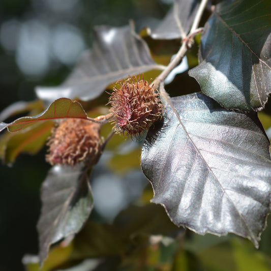 Fagus Sylvatica Atropurpurea