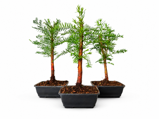 Taxodium 11,5 cm