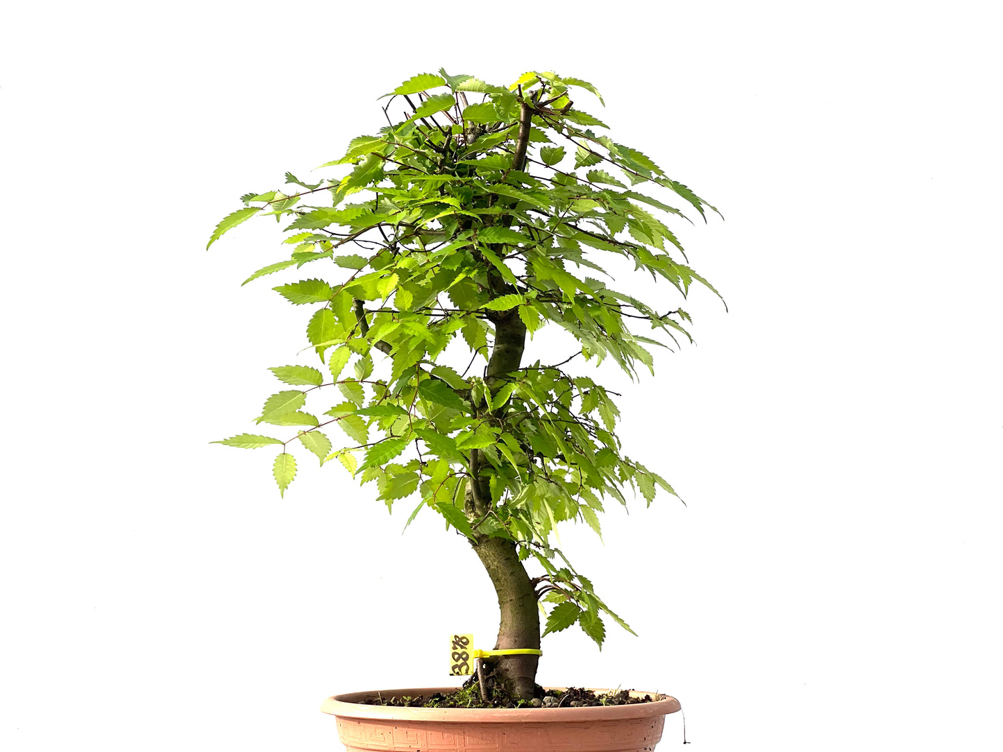 Zelkova Serrata 3878
