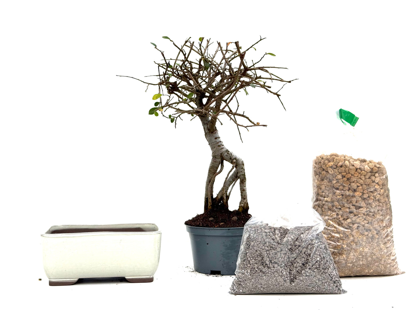 BohePack - Ulmus Parvifolia Neagari