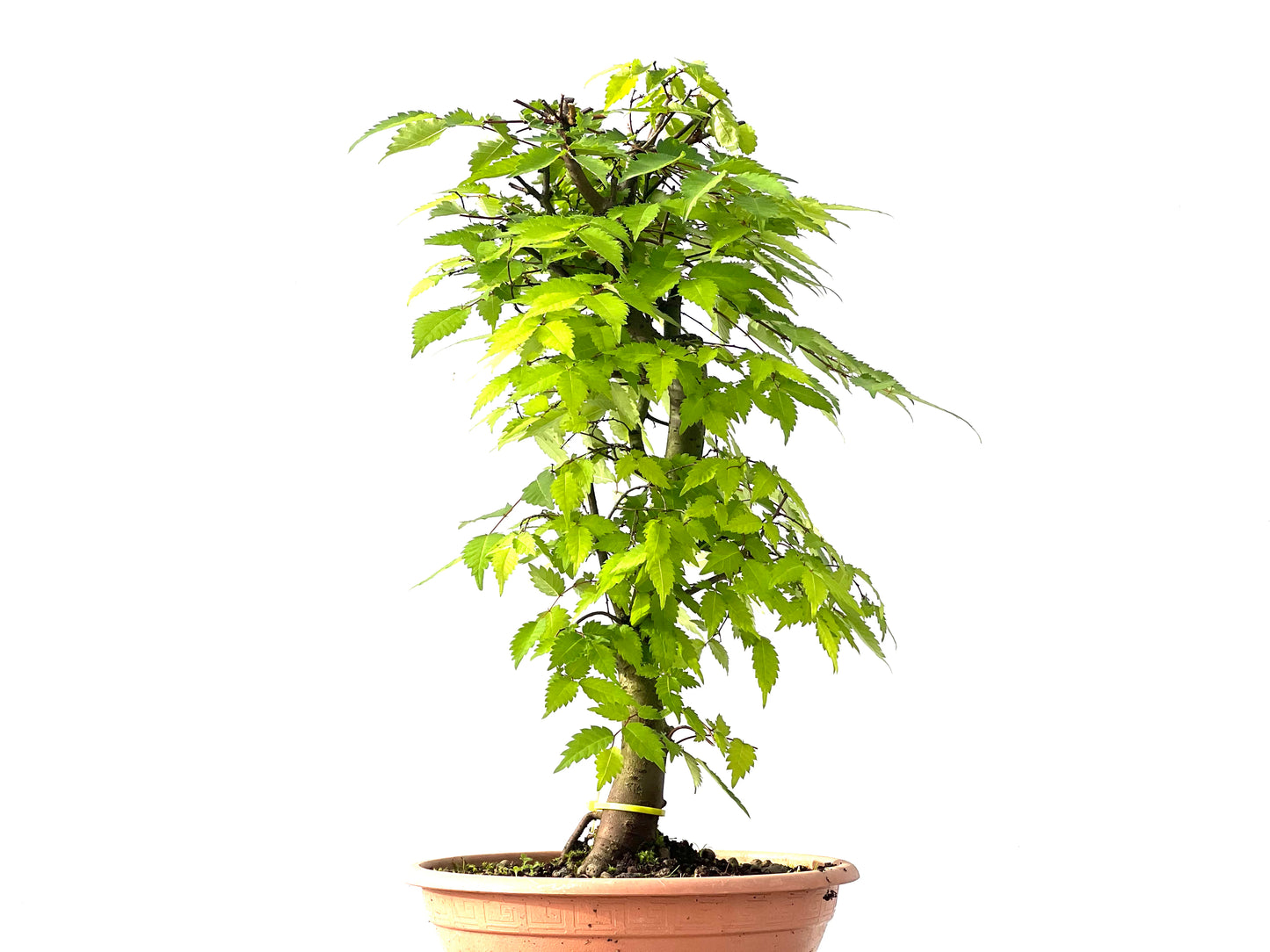 Zelkova Serrata 3878