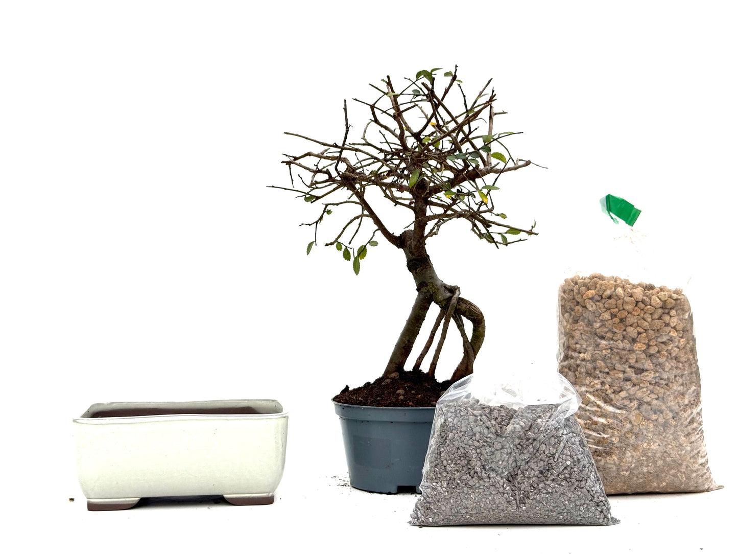 BohePack - Ulmus Parvifolia Neagari