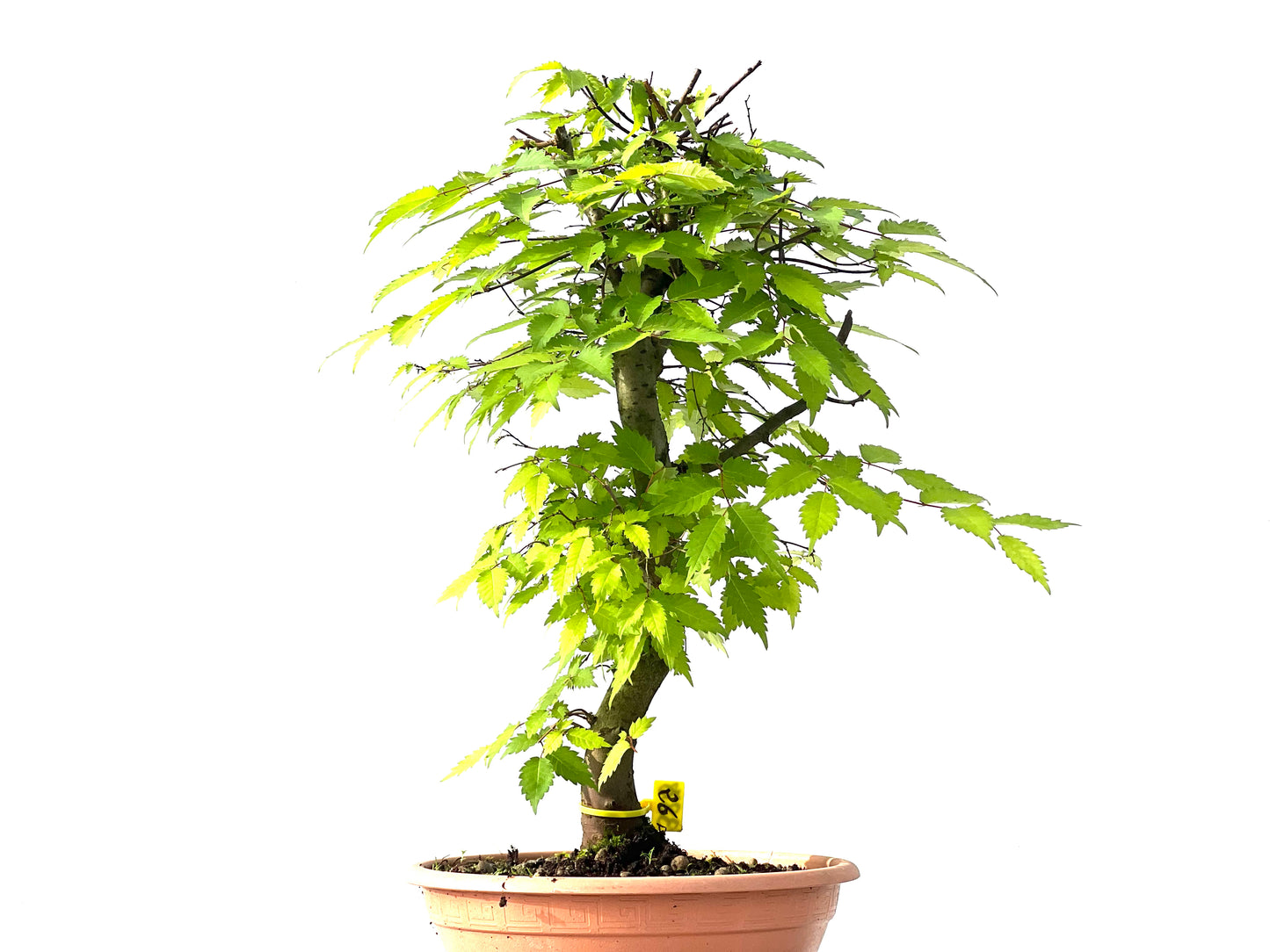 Zelkova Serrata 3878