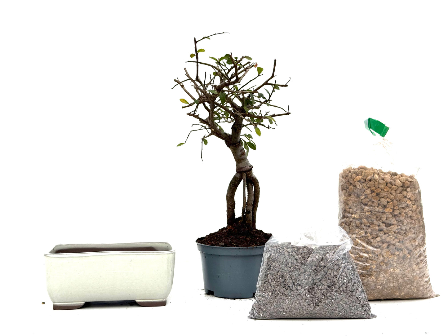 BohePack - Ulmus Parvifolia Neagari