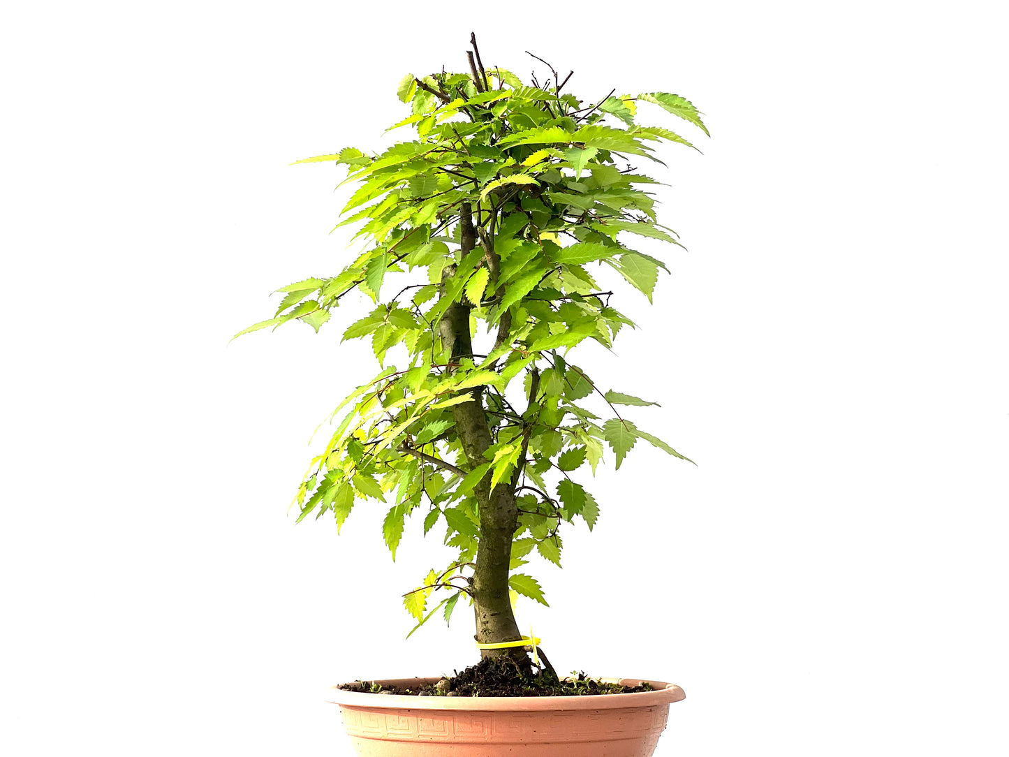 Zelkova Serrata 3878