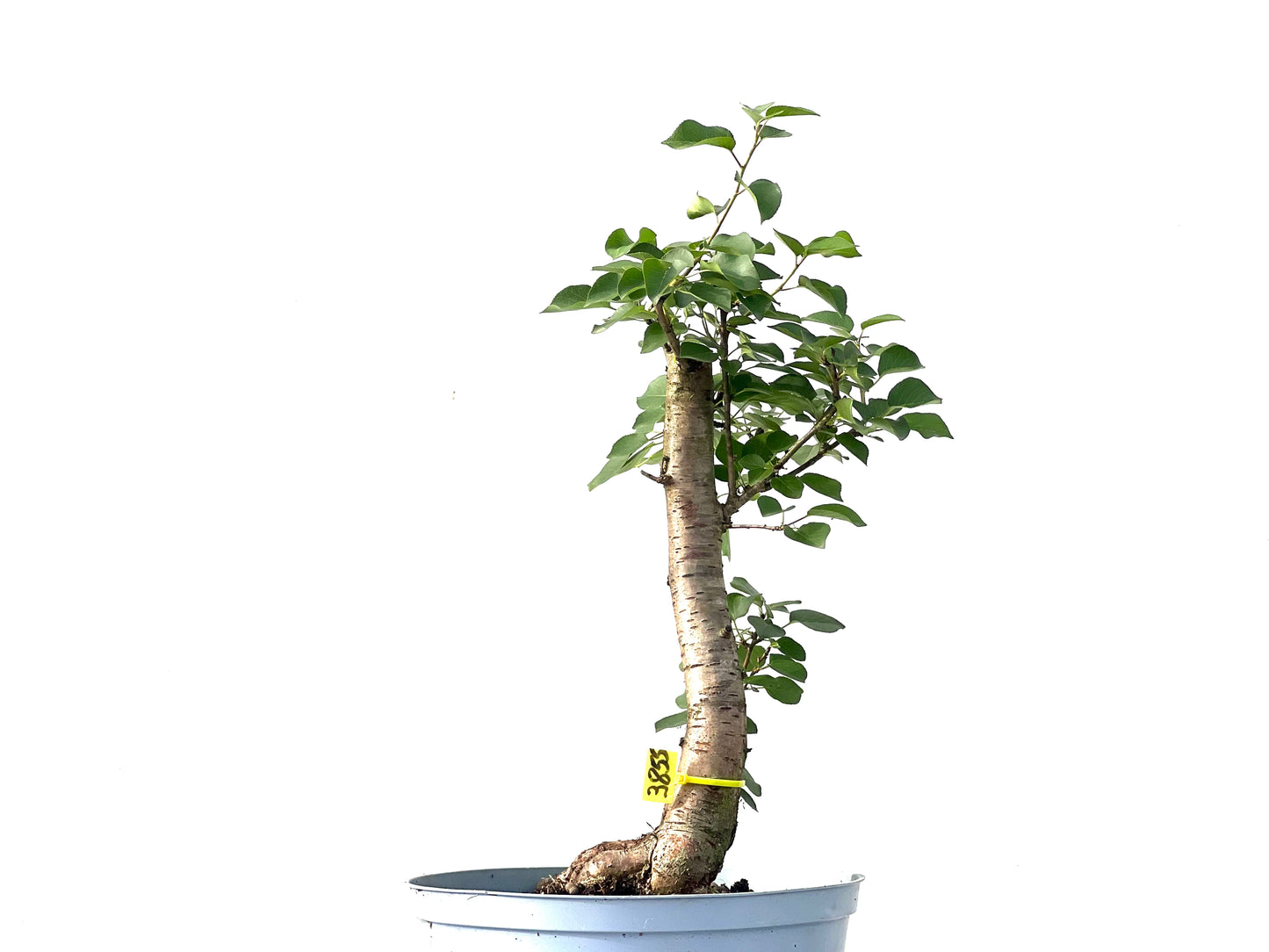 Prunus Mahaleb 3855