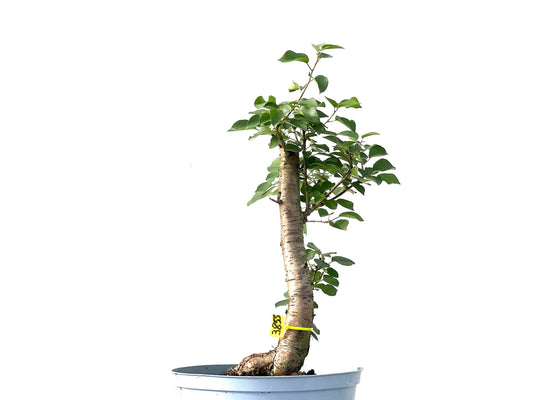 Prunus Mahaleb 3855