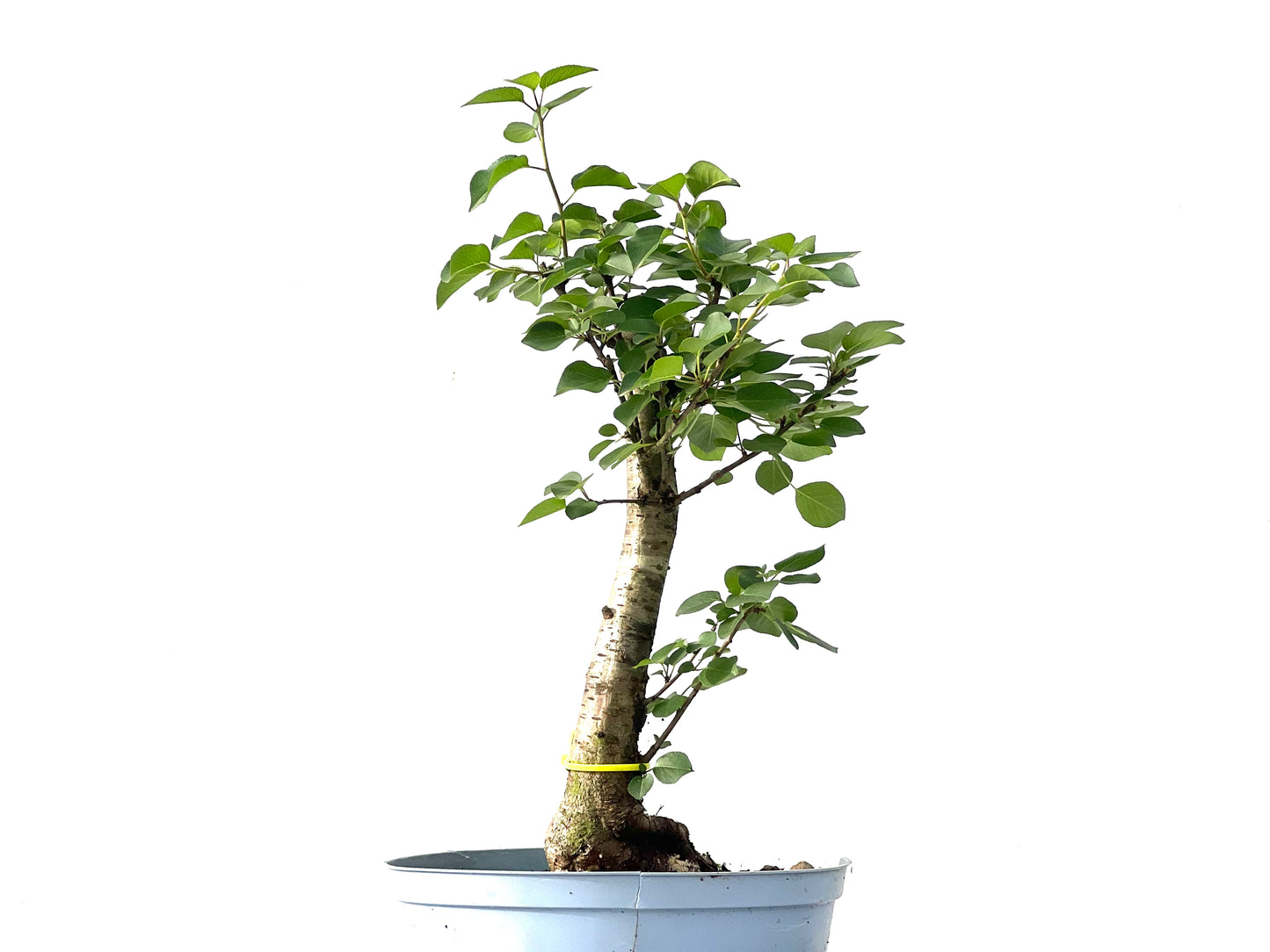 Prunus Mahaleb 3855