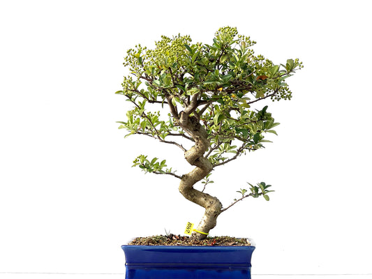 Pyracantha 2401