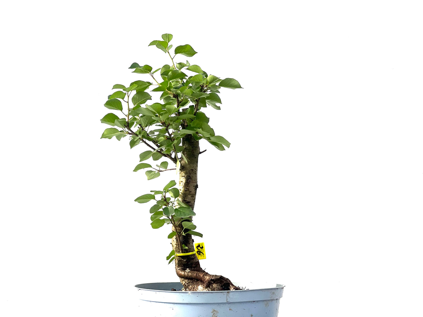 Prunus Mahaleb 3855