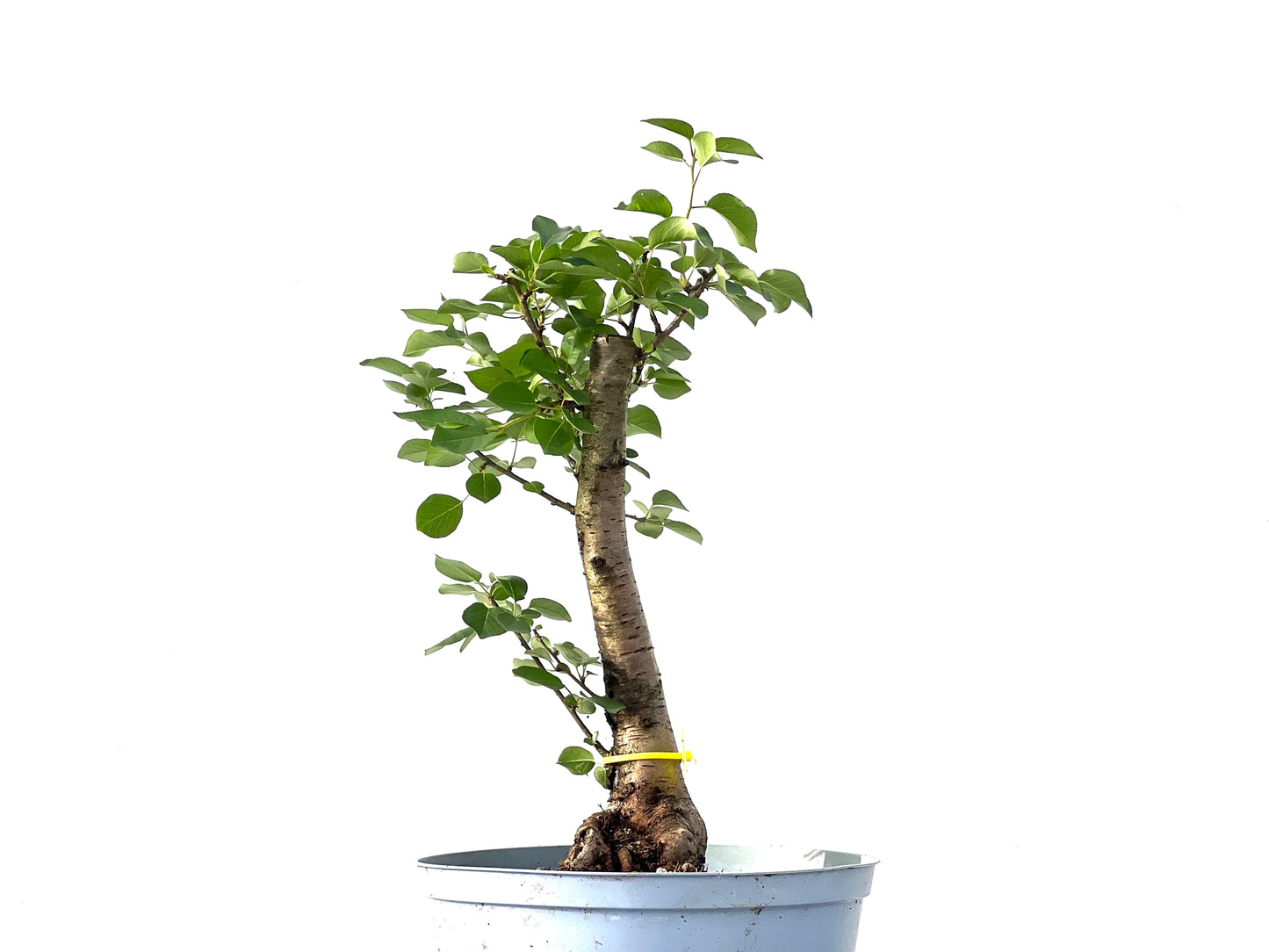 Prunus Mahaleb 3855