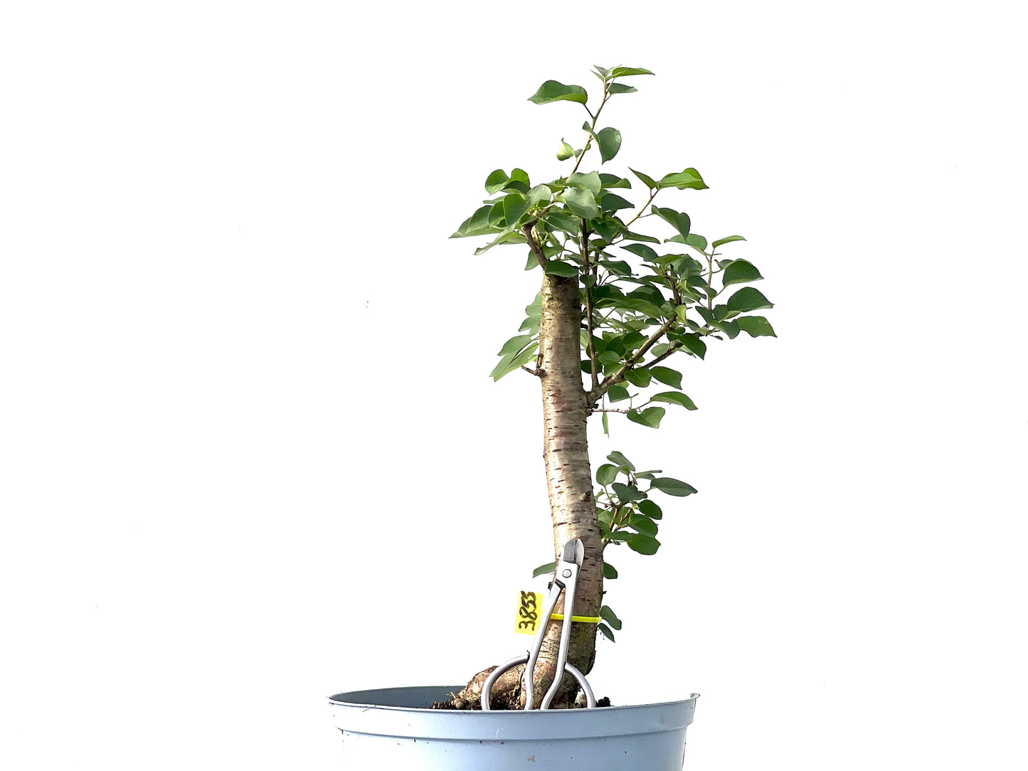 Prunus Mahaleb 3855