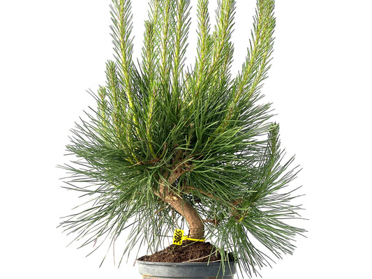 Pinus Thunbergii 3865