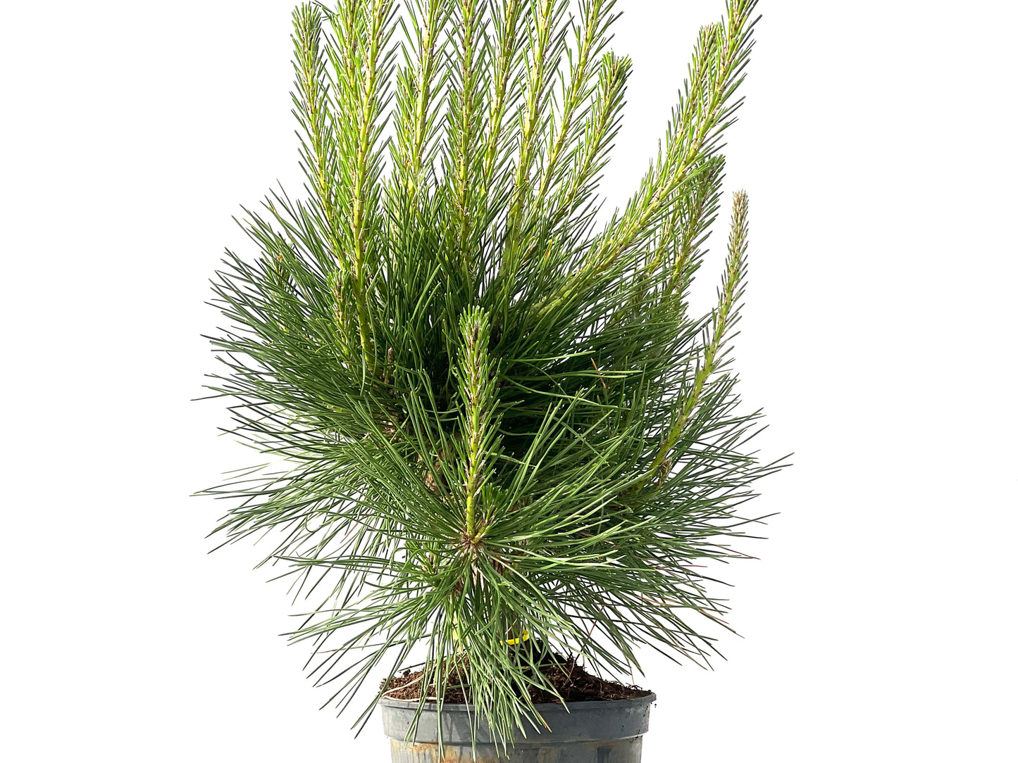 Pinus Thunbergii 3865