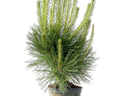 Pinus Thunbergii 3865