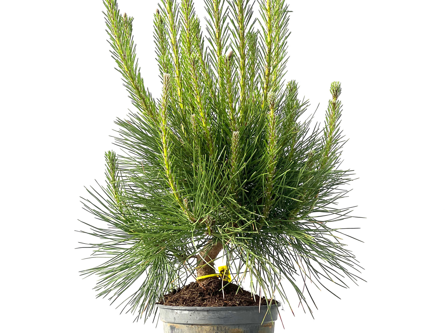 Pinus Thunbergii 3865