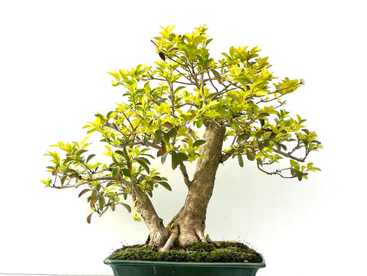 Durantha Repens 2402
