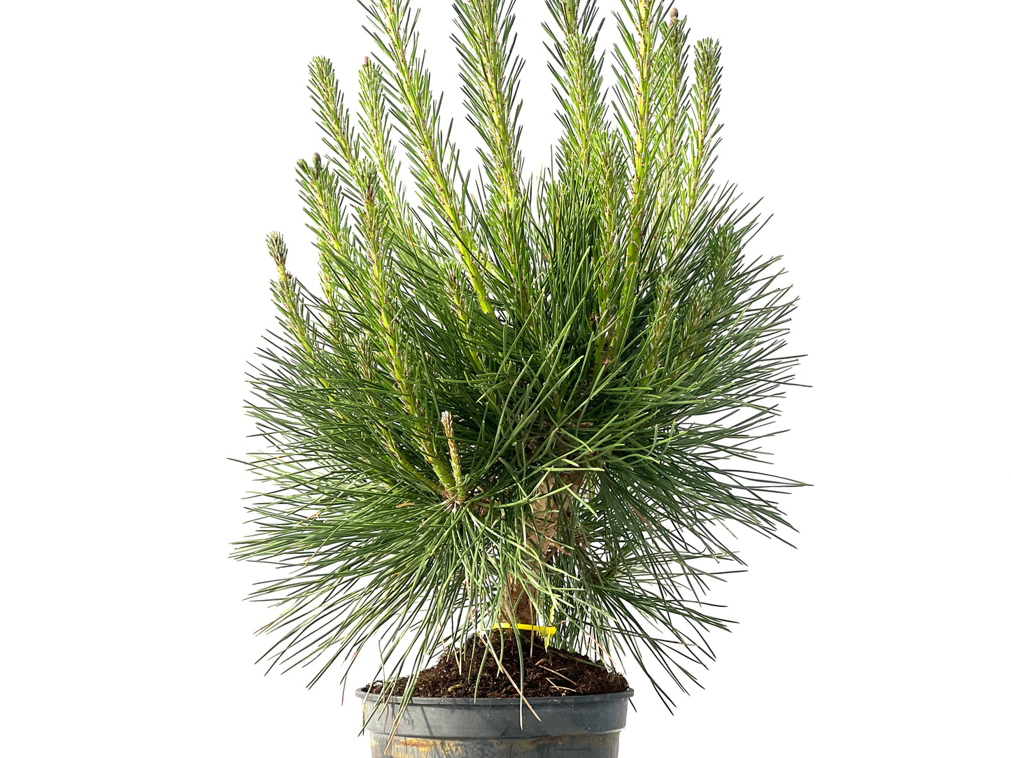 Pinus Thunbergii 3865