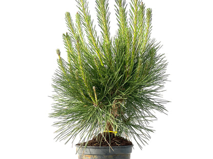 Pinus Thunbergii 3865