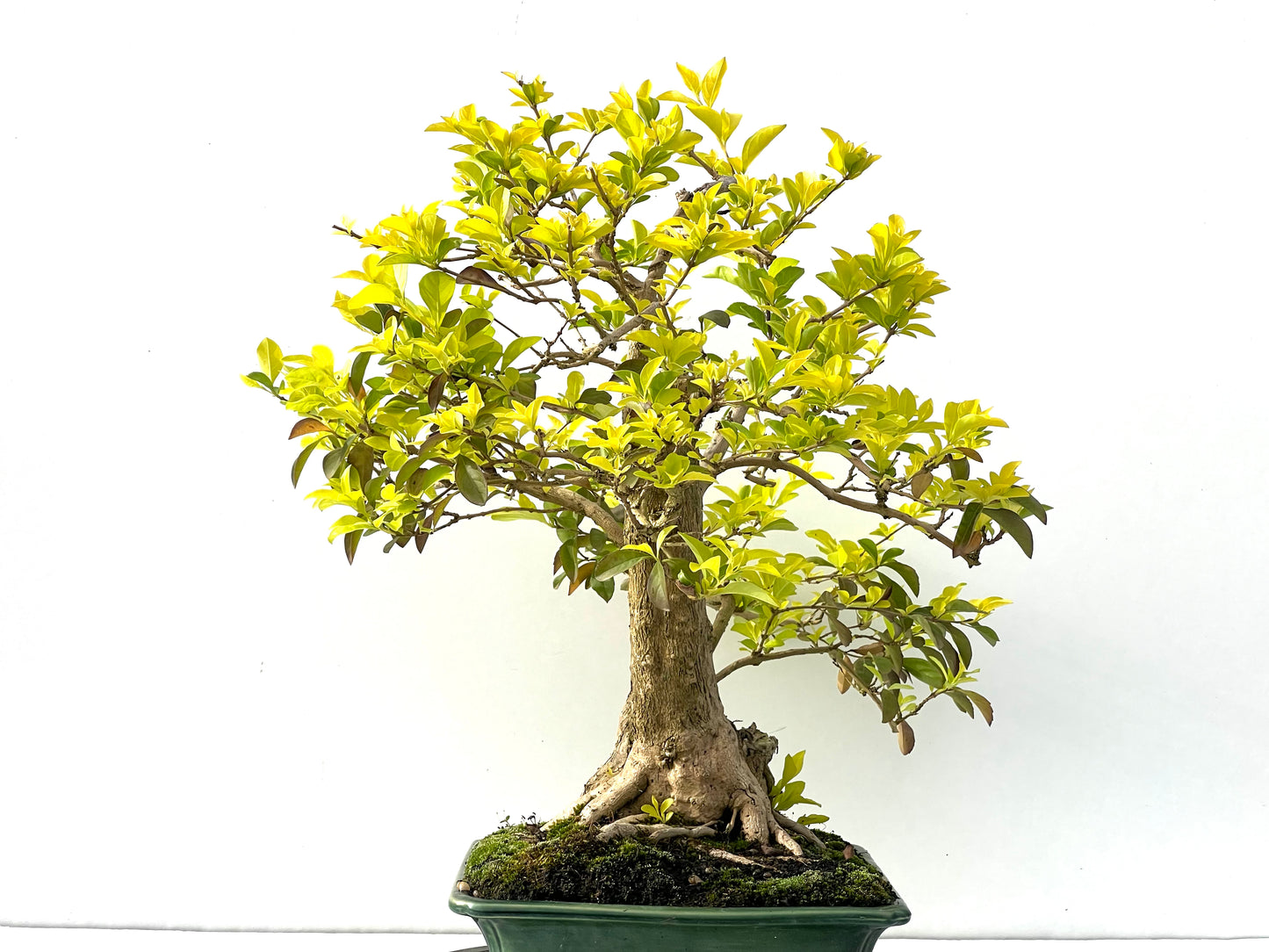 Durantha Repens 2402