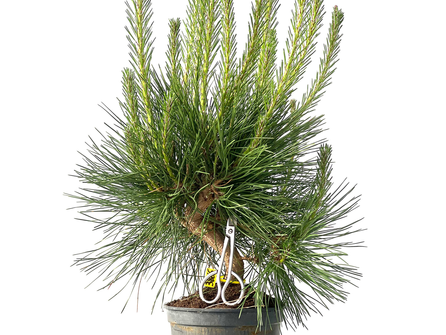Pinus Thunbergii 3865