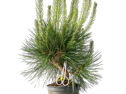 Pinus Thunbergii 3865
