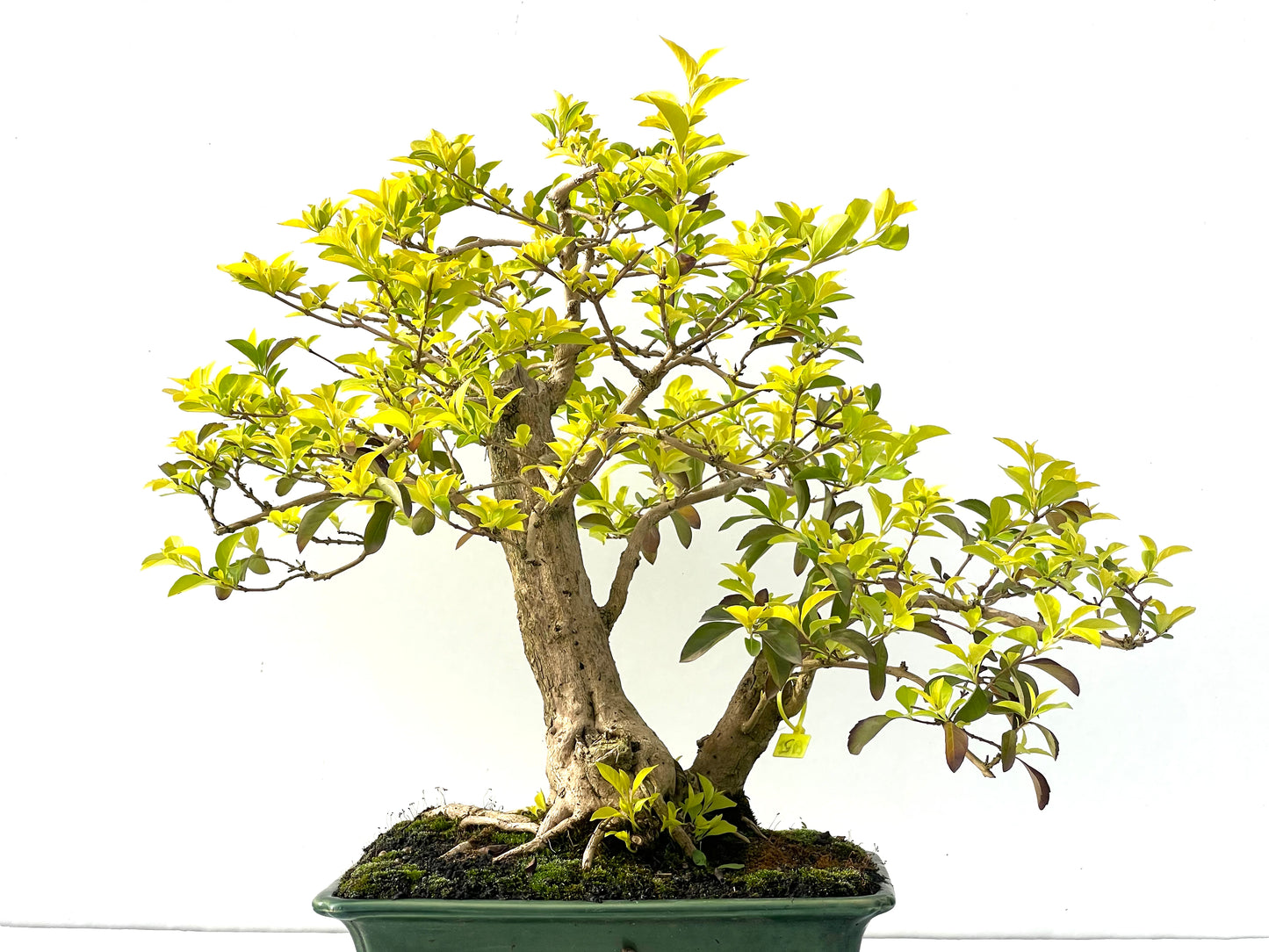 Durantha Repens 2402