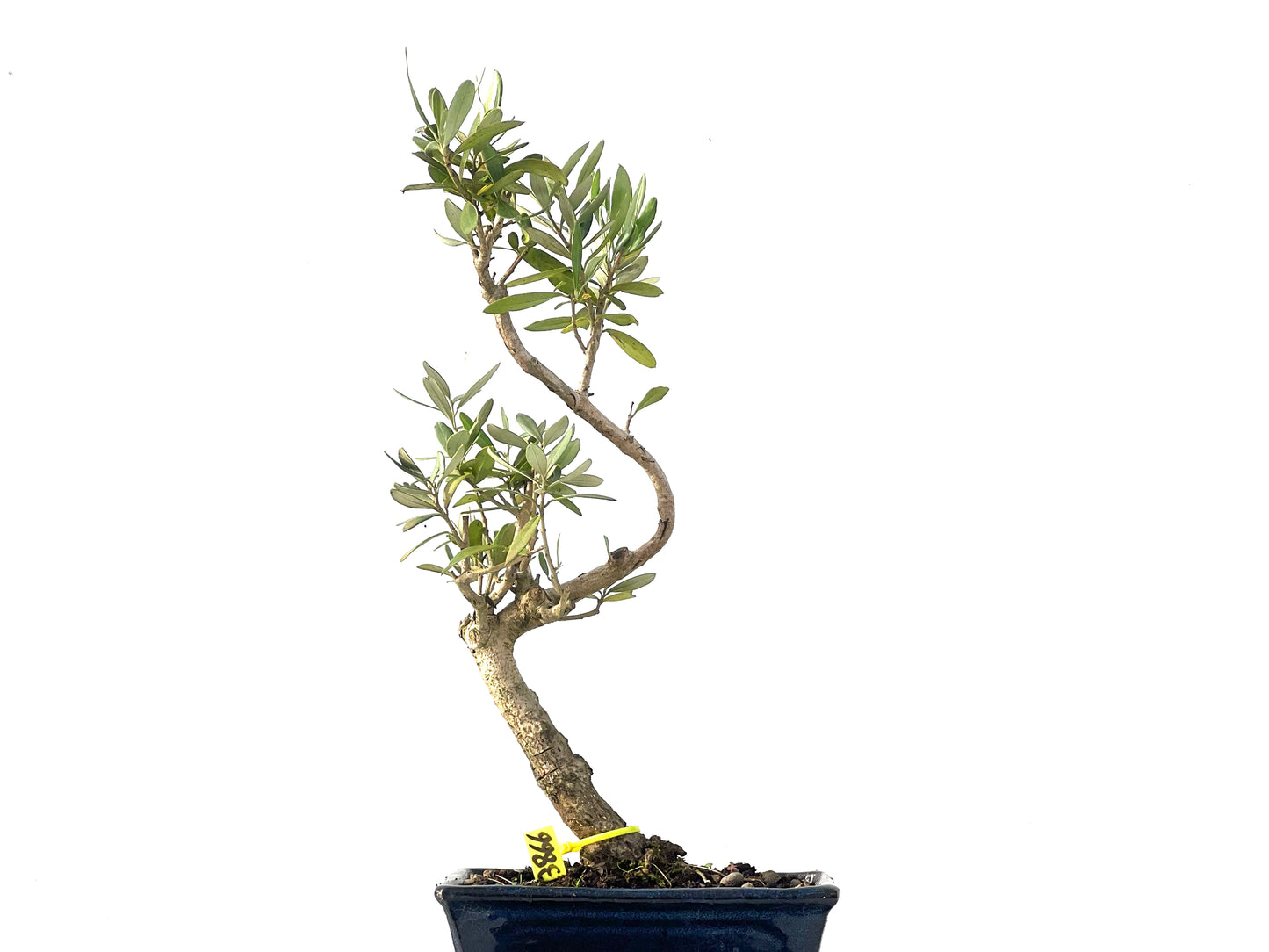 Olea Europaea 3866