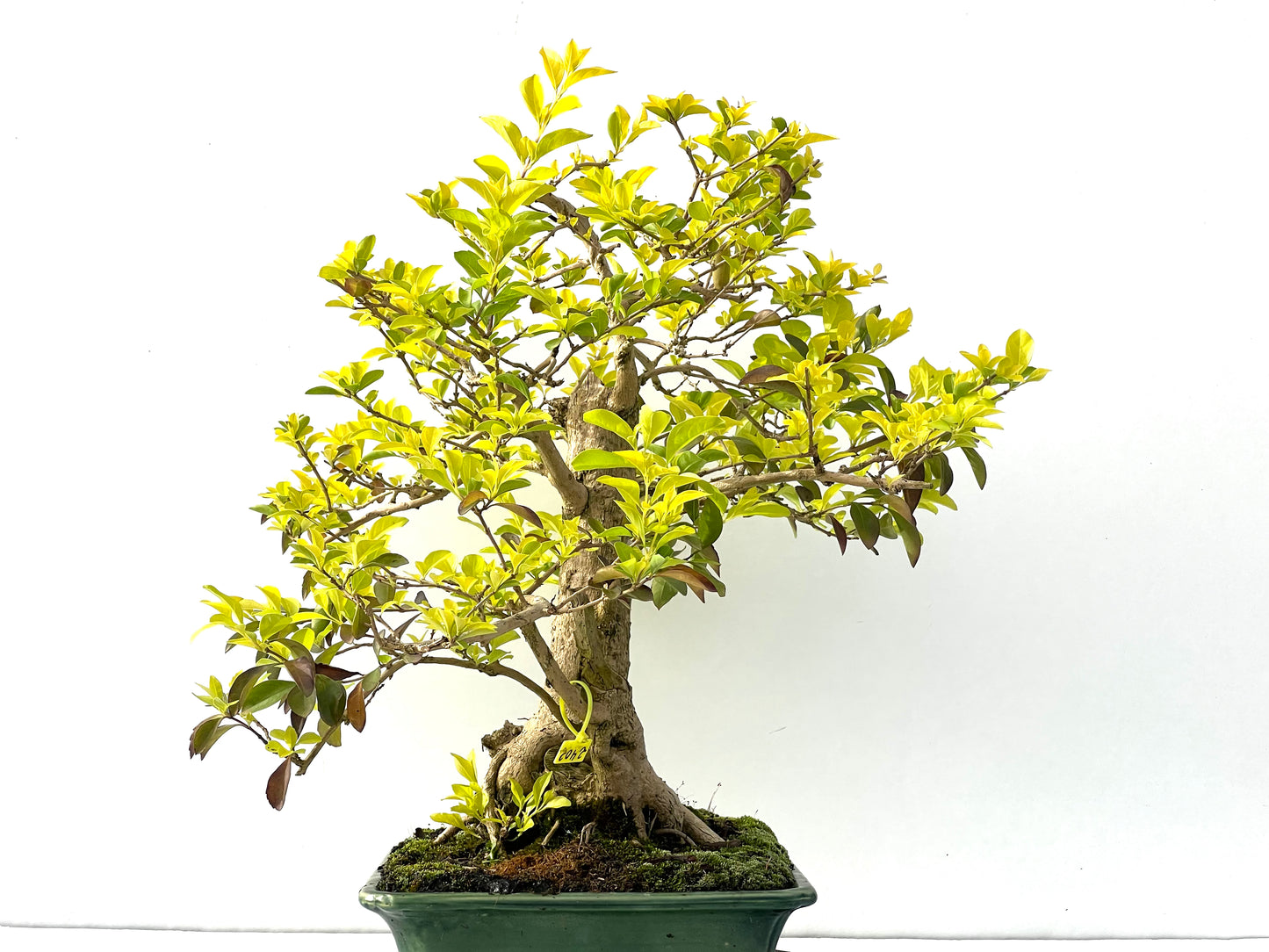 Durantha Repens 2402