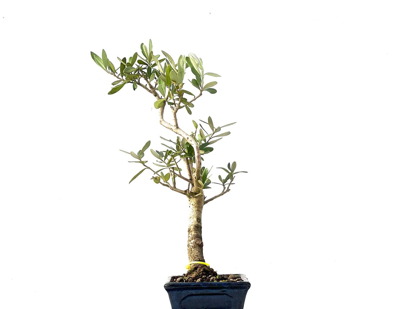Olea Europaea 3866