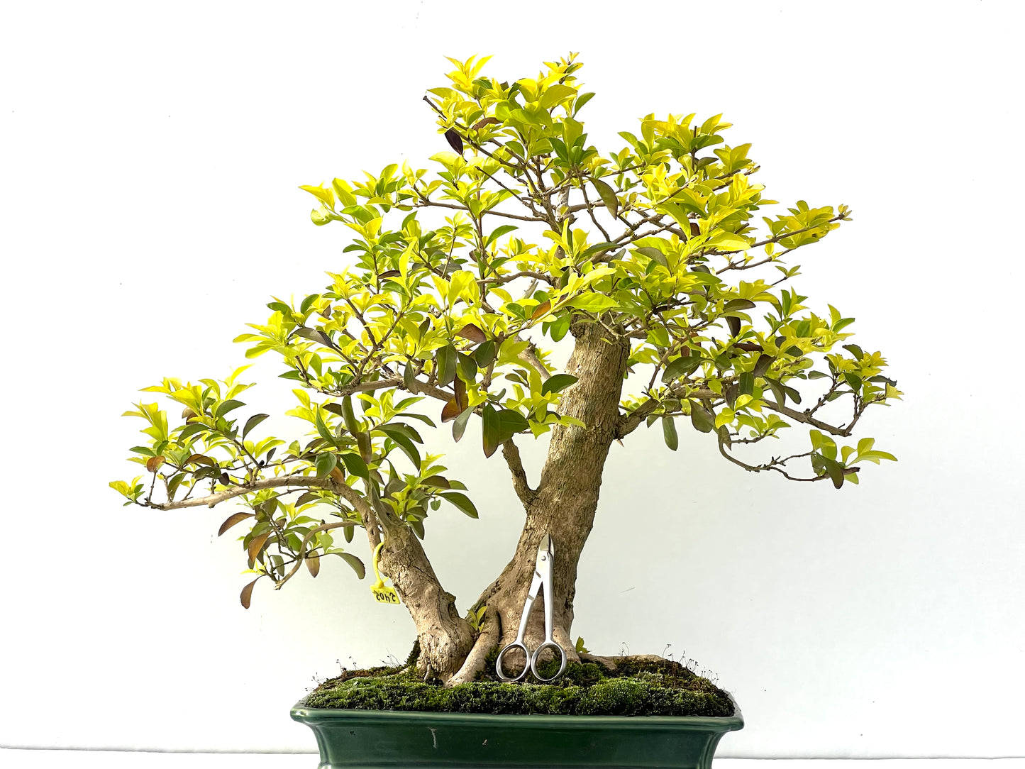 Durantha Repens 2402