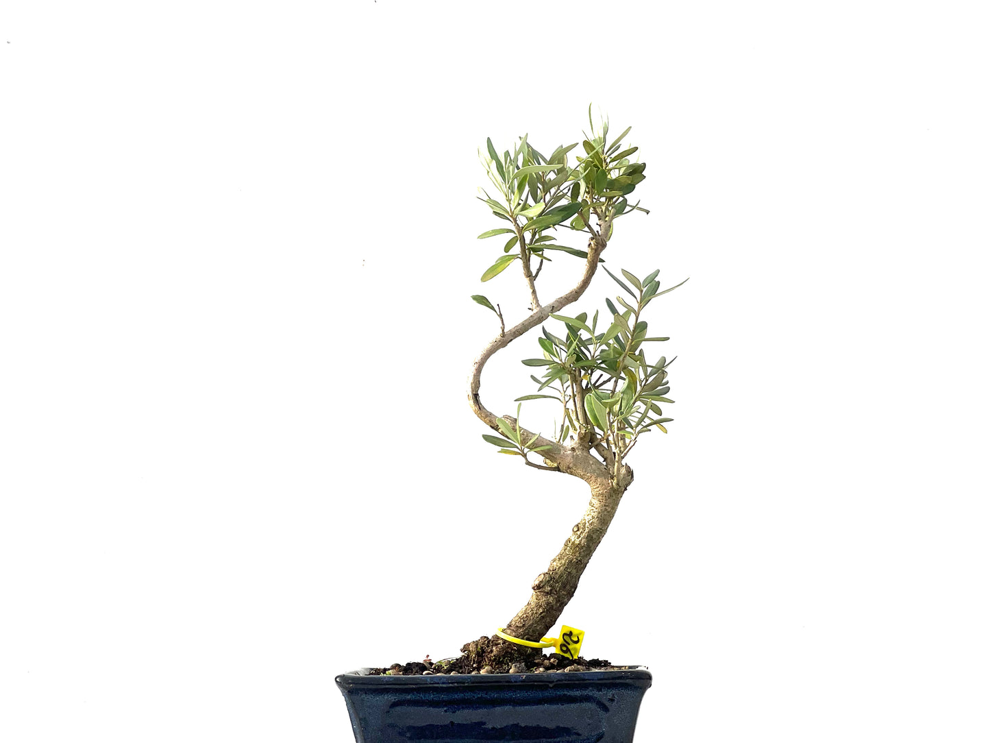 Olea Europaea 3866
