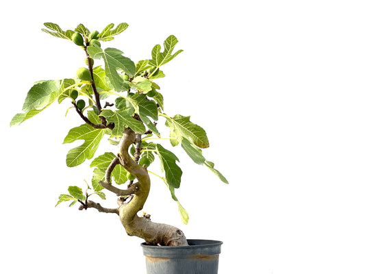 Ficus Carica 2399