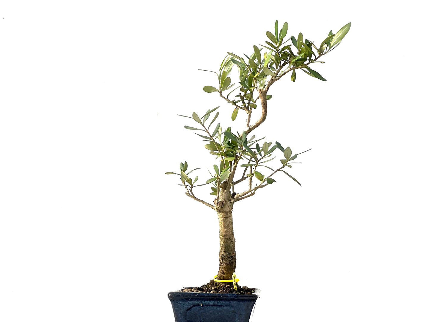 Olea Europaea 3866
